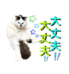 ねねこ♥⑰しらたまくんとミミミちゃん編（個別スタンプ：20）