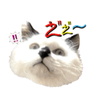 ねねこ♥⑰しらたまくんとミミミちゃん編（個別スタンプ：21）