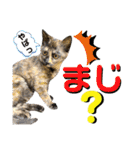 ねねこ♥⑰しらたまくんとミミミちゃん編（個別スタンプ：22）