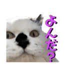 ねねこ♥⑰しらたまくんとミミミちゃん編（個別スタンプ：25）