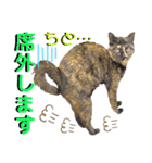 ねねこ♥⑰しらたまくんとミミミちゃん編（個別スタンプ：27）