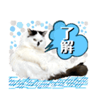 ねねこ♥⑰しらたまくんとミミミちゃん編（個別スタンプ：28）