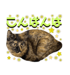 ねねこ♥⑰しらたまくんとミミミちゃん編（個別スタンプ：30）