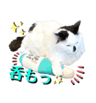 ねねこ♥⑰しらたまくんとミミミちゃん編（個別スタンプ：31）