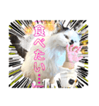ねねこ♥⑰しらたまくんとミミミちゃん編（個別スタンプ：32）