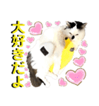 ねねこ♥⑰しらたまくんとミミミちゃん編（個別スタンプ：33）