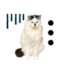 ねねこ♥⑰しらたまくんとミミミちゃん編（個別スタンプ：35）