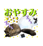 ねねこ♥⑰しらたまくんとミミミちゃん編（個別スタンプ：37）