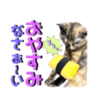 ねねこ♥⑰しらたまくんとミミミちゃん編（個別スタンプ：38）