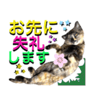 ねねこ♥⑰しらたまくんとミミミちゃん編（個別スタンプ：39）