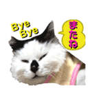 ねねこ♥⑰しらたまくんとミミミちゃん編（個別スタンプ：40）