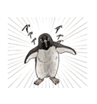 虚無かわいいアデリーペンギン（個別スタンプ：30）