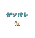 ▶︎動く！小さい柴犬1（個別スタンプ：11）