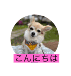 チワワのリアルラブちゃんですVr2（個別スタンプ：2）