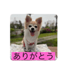 チワワのリアルラブちゃんですVr2（個別スタンプ：3）
