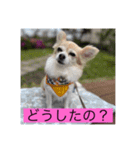 チワワのリアルラブちゃんですVr2（個別スタンプ：4）