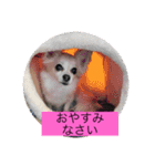 チワワのリアルラブちゃんですVr2（個別スタンプ：5）