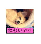 チワワのリアルラブちゃんですVr2（個別スタンプ：8）