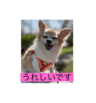 チワワのリアルラブちゃんですVr2（個別スタンプ：9）