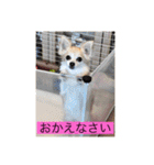 チワワのリアルラブちゃんですVr2（個別スタンプ：10）