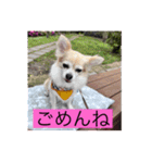 チワワのリアルラブちゃんですVr2（個別スタンプ：13）