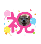 チワワのリアルラブちゃんですVr2（個別スタンプ：15）