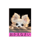 チワワのリアルラブちゃんですVr2（個別スタンプ：19）