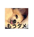 チワワのリアルラブちゃんですVr2（個別スタンプ：20）