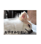 チワワのリアルラブちゃんですVr2（個別スタンプ：22）