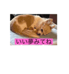 チワワのリアルラブちゃんですVr2（個別スタンプ：24）