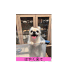 チワワのリアルラブちゃんですVr2（個別スタンプ：27）