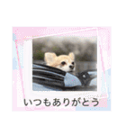 チワワのリアルラブちゃんですVr2（個別スタンプ：28）
