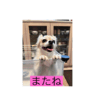 チワワのリアルラブちゃんですVr2（個別スタンプ：31）