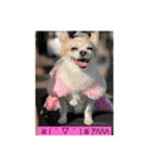 チワワのリアルラブちゃんですVr2（個別スタンプ：34）