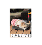 チワワのリアルラブちゃんですVr2（個別スタンプ：35）