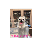 チワワのリアルラブちゃんですVr2（個別スタンプ：37）