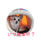 チワワのリアルラブちゃんですVr2（個別スタンプ：38）