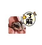 モモンガ〜くるみ〜（個別スタンプ：4）