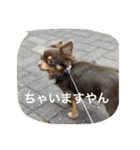 ちこスタンプスタンプ（個別スタンプ：1）