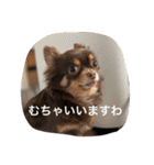 ちこスタンプスタンプ（個別スタンプ：2）