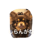 ちこスタンプスタンプ（個別スタンプ：3）