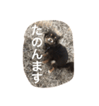 ちこスタンプスタンプ（個別スタンプ：6）