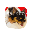 ちこスタンプスタンプ（個別スタンプ：10）
