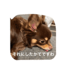 ちこスタンプスタンプ（個別スタンプ：15）