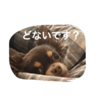 ちこスタンプスタンプ（個別スタンプ：16）