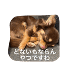 ちこスタンプスタンプ（個別スタンプ：17）