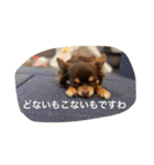 ちこスタンプスタンプ（個別スタンプ：19）