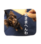 ちこスタンプスタンプ（個別スタンプ：24）