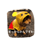 ちこスタンプスタンプ（個別スタンプ：25）