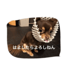 ちこスタンプスタンプ（個別スタンプ：27）